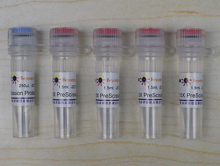 PreScission Protease